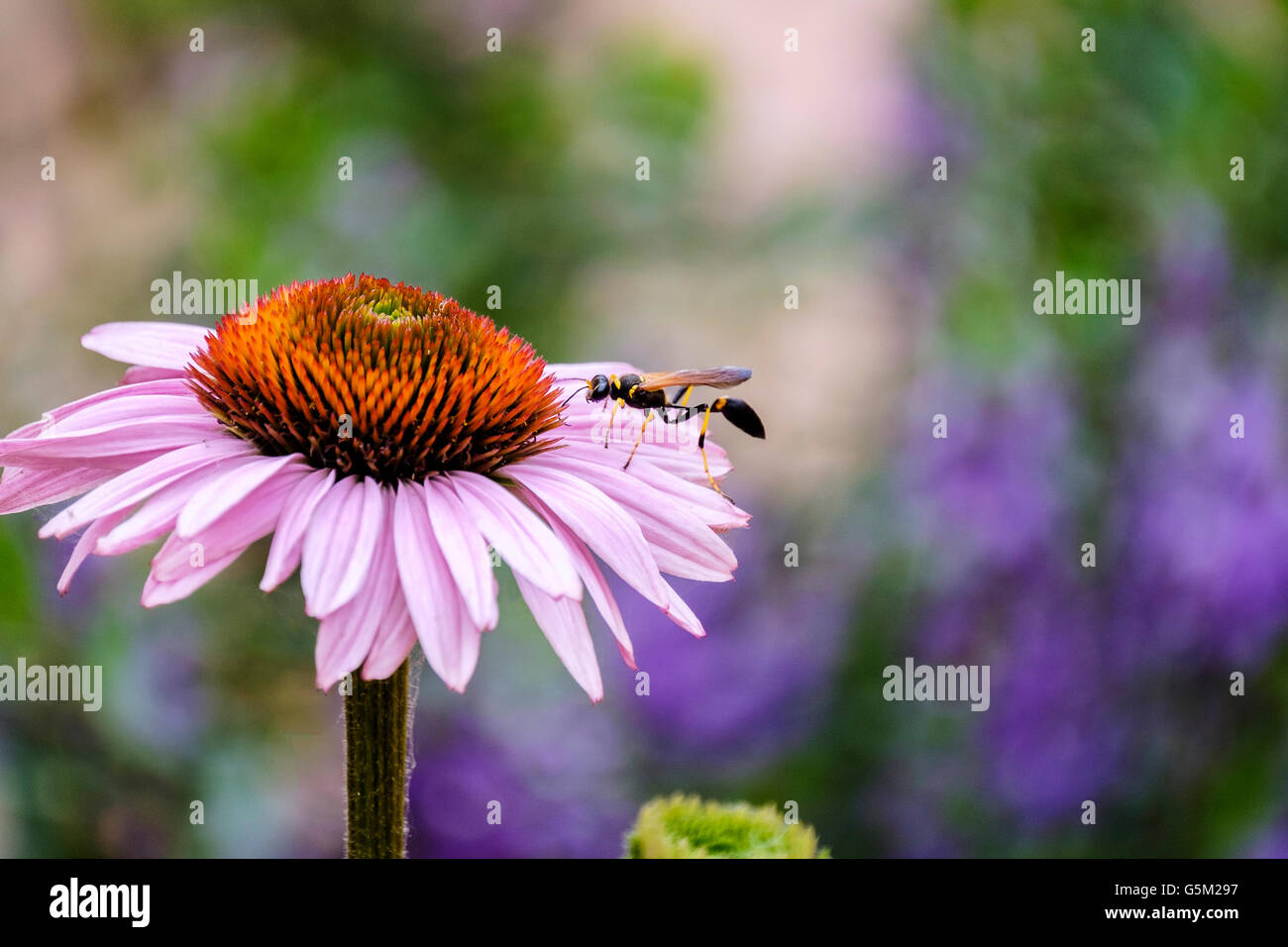 Un dauber de boue noire et jaune, Sceliphron cementarium, sur un conefleur, Echinacea, dans un jardin en Oklahoma, USA. Banque D'Images