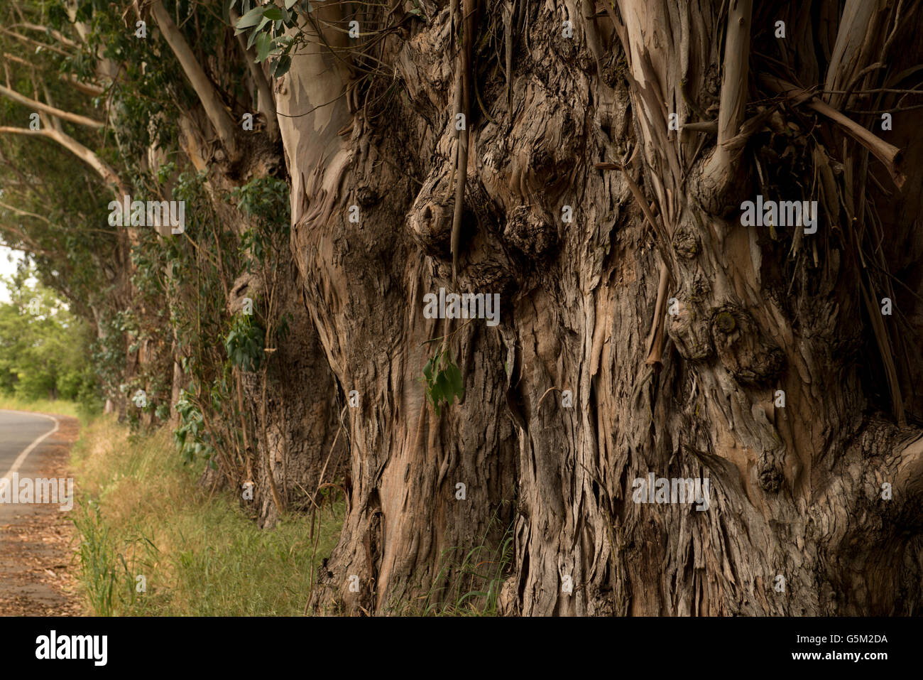 Une rangée d'eucalyptus au bord d'une route, dans le comté de Napa, Californie Banque D'Images