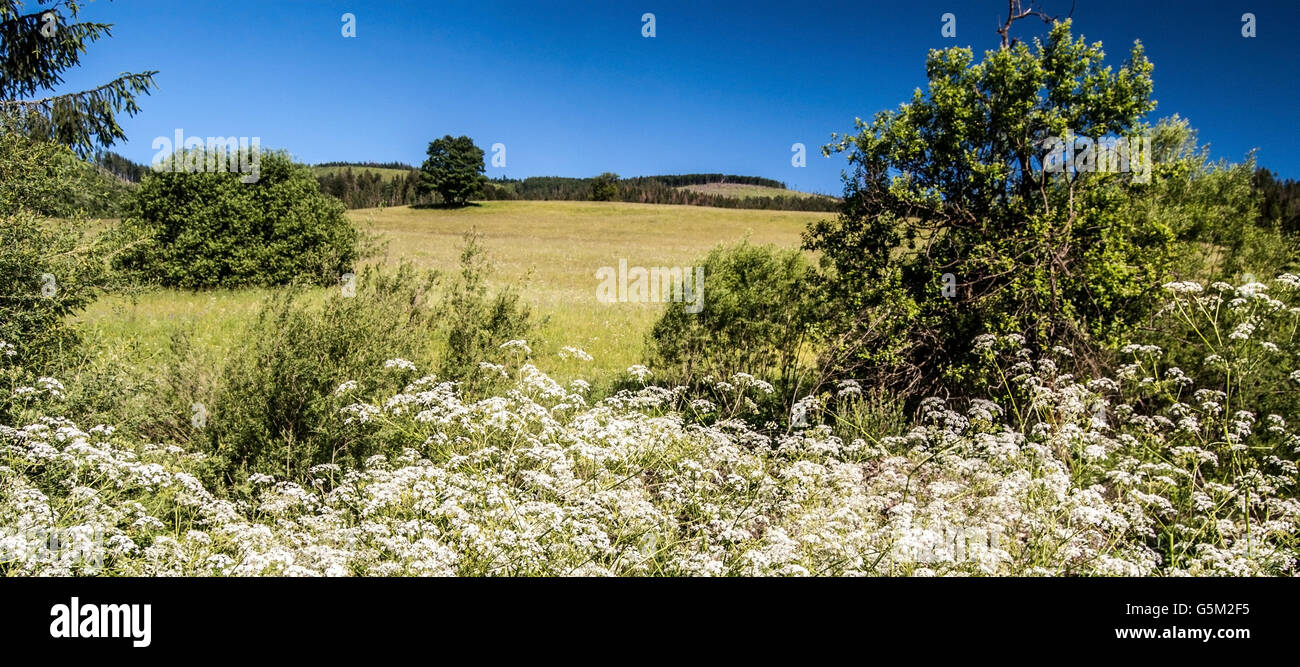 Les plantes à fleurs, de petits arbres et buissons, prairie et ciel clair par beau jour de printemps près de Vychylovka village de Kysucke Beskydy Banque D'Images