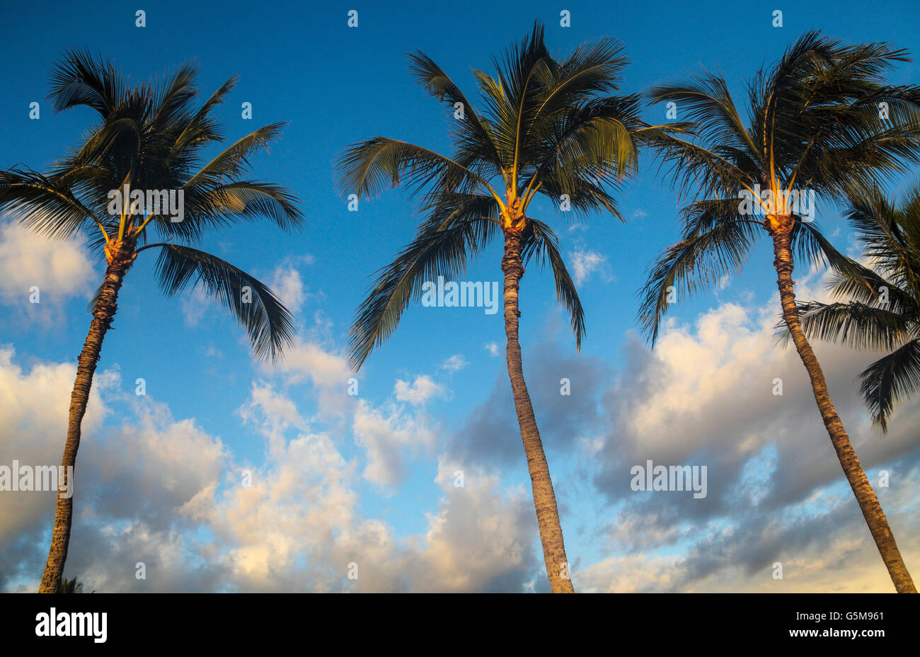 Palmiers à Kihei, Maui, au coucher du soleil Banque D'Images