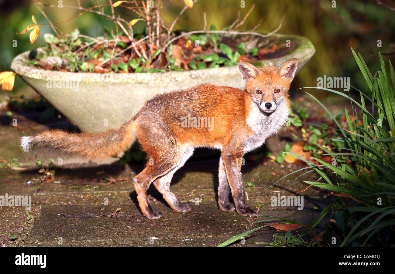 AUTONOME un renard urbain vu à la recherche de nourriture dans un jardin de Birmingham. Banque D'Images