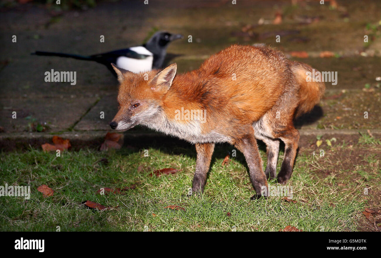 Renard urbain.AUTONOME un renard urbain est harcelé par un magpie alors qu'il cherche de la nourriture dans un jardin de Birmingham. Banque D'Images