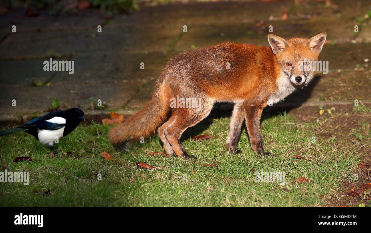 AUTONOME un renard urbain est harcelé par un magpie alors qu'il cherche de la nourriture dans un jardin de Birmingham. Banque D'Images
