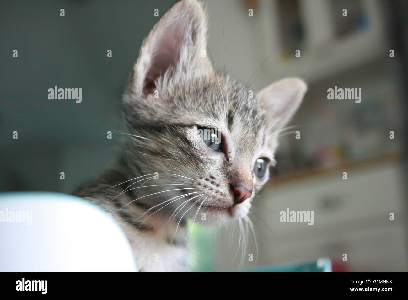 Adorable funny Cute Kitten cat face à la recherche permanent. curieusement en attente de trouver quelque chose à l'extérieur. Banque D'Images