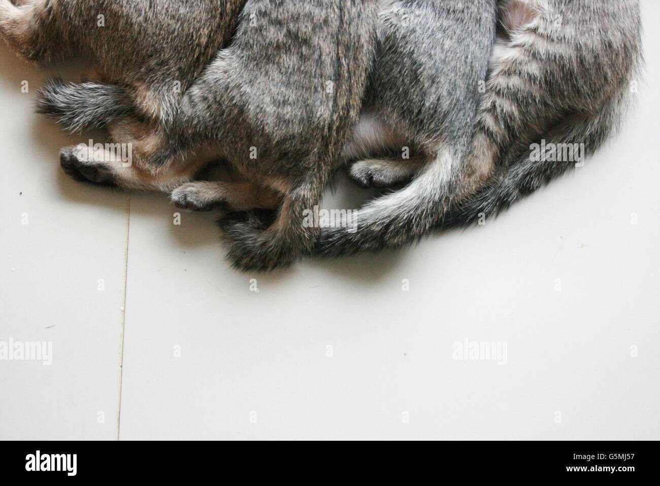 Quatre adorable funny Cute Kitten cat's tails et fixer en partie de jambe en ligne. Se sentir bien dormir heureux ensemble avec la famille. Banque D'Images