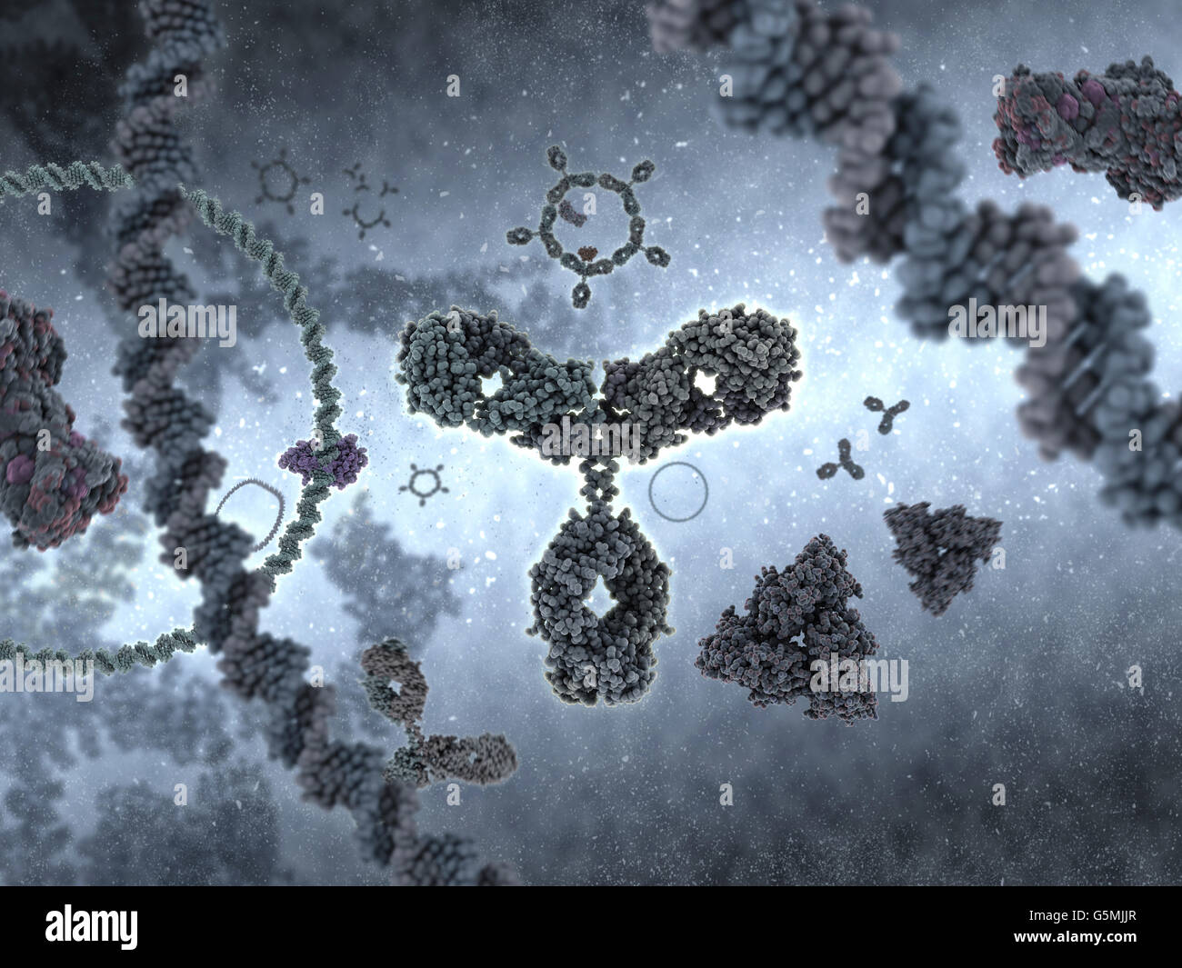 Alias d'anticorps immunoglobuline G (IgG) est une protéine en forme de Y et d'une partie du système immunitaire humain Banque D'Images