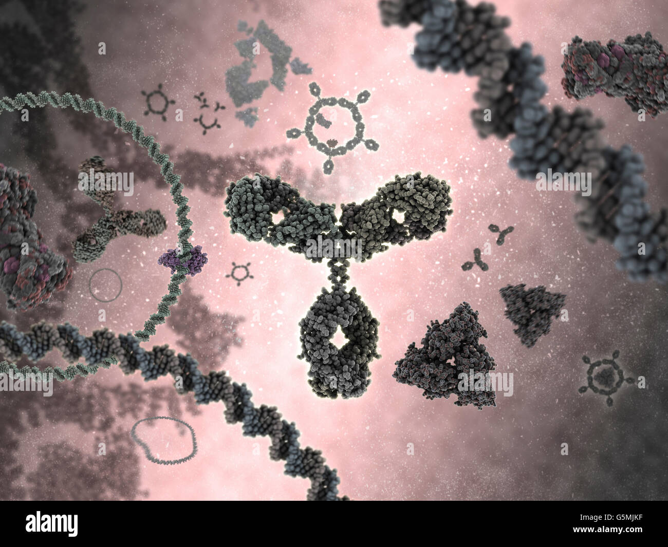 Alias d'anticorps immunoglobuline G (IgG) est une protéine en forme de Y et d'une partie du système immunitaire humain Banque D'Images