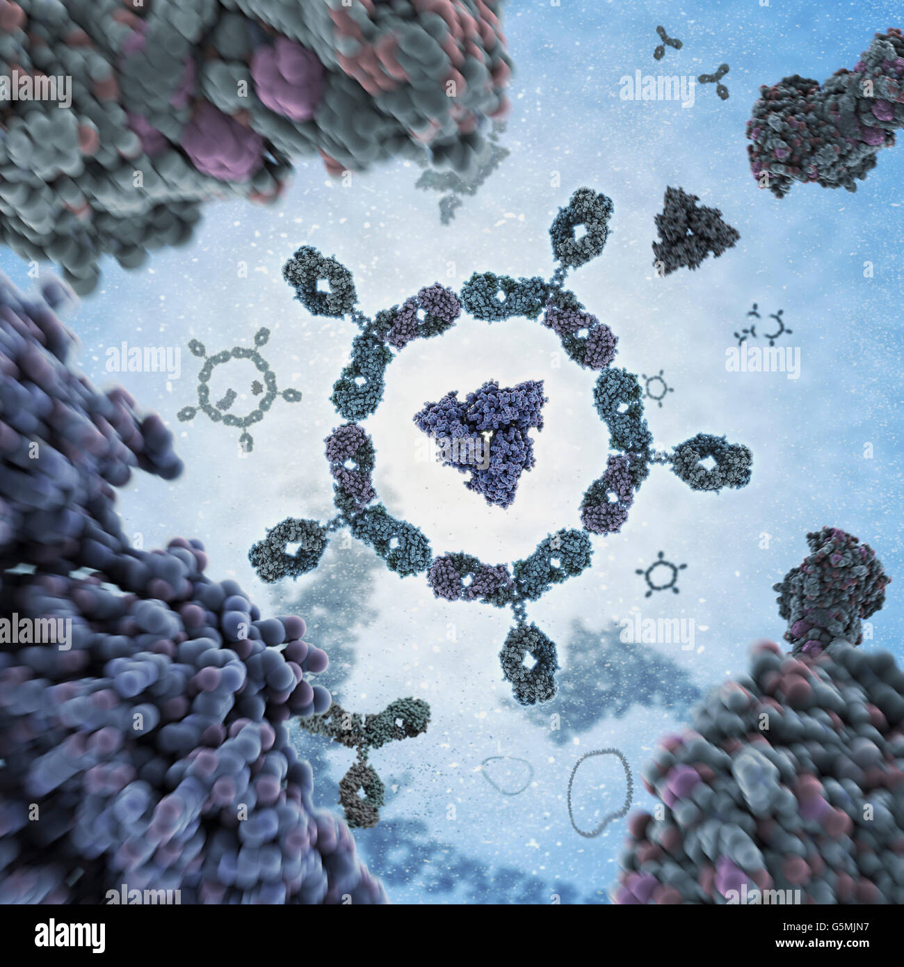 Groupe d'anticorps. Alias d'anticorps immunoglobuline G (IgG) est une protéine en forme de Y et d'une partie du système immunitaire humain Banque D'Images