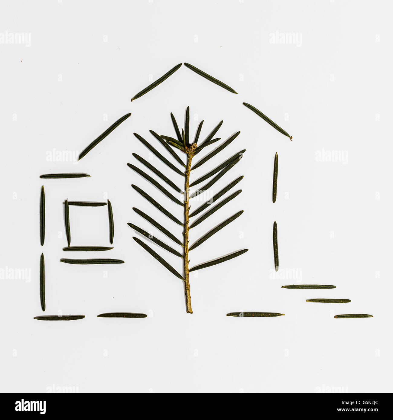 Aiguille De Pin Banque D Image Et Photos Alamy