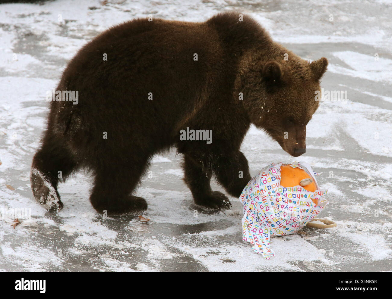 Loki L Ours Brun Europeen D Un An Celebre Son Premier Anniversaire Au Parc De Safari Blair Drummond Pres De Stirling En Jouant Avec Une Bouee Qu Il A Trouvee Dans L Un De Ses Cadeaux
