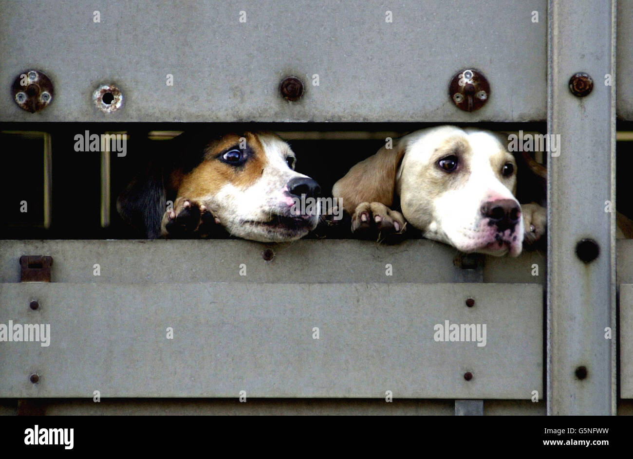 Deux monticules regardent le côté d'une camionnette qui les a amenés à Édimbourg dans le cadre de la protestation contre la chasse aux chiens qui a été débattue au Parlement écossais. Banque D'Images