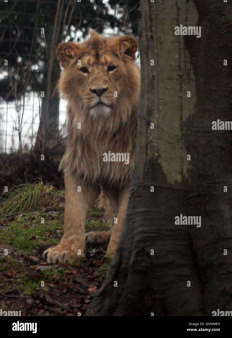 Un lion asiatique mâle, trouvé seulement en Inde, se cache derrière un arbre après avoir échoué dans sa tentative de combattre une femelle pour recueillir son deuxième anniversaire enrichissement boîtes remplies de nourriture, au zoo d'Édimbourg. Banque D'Images