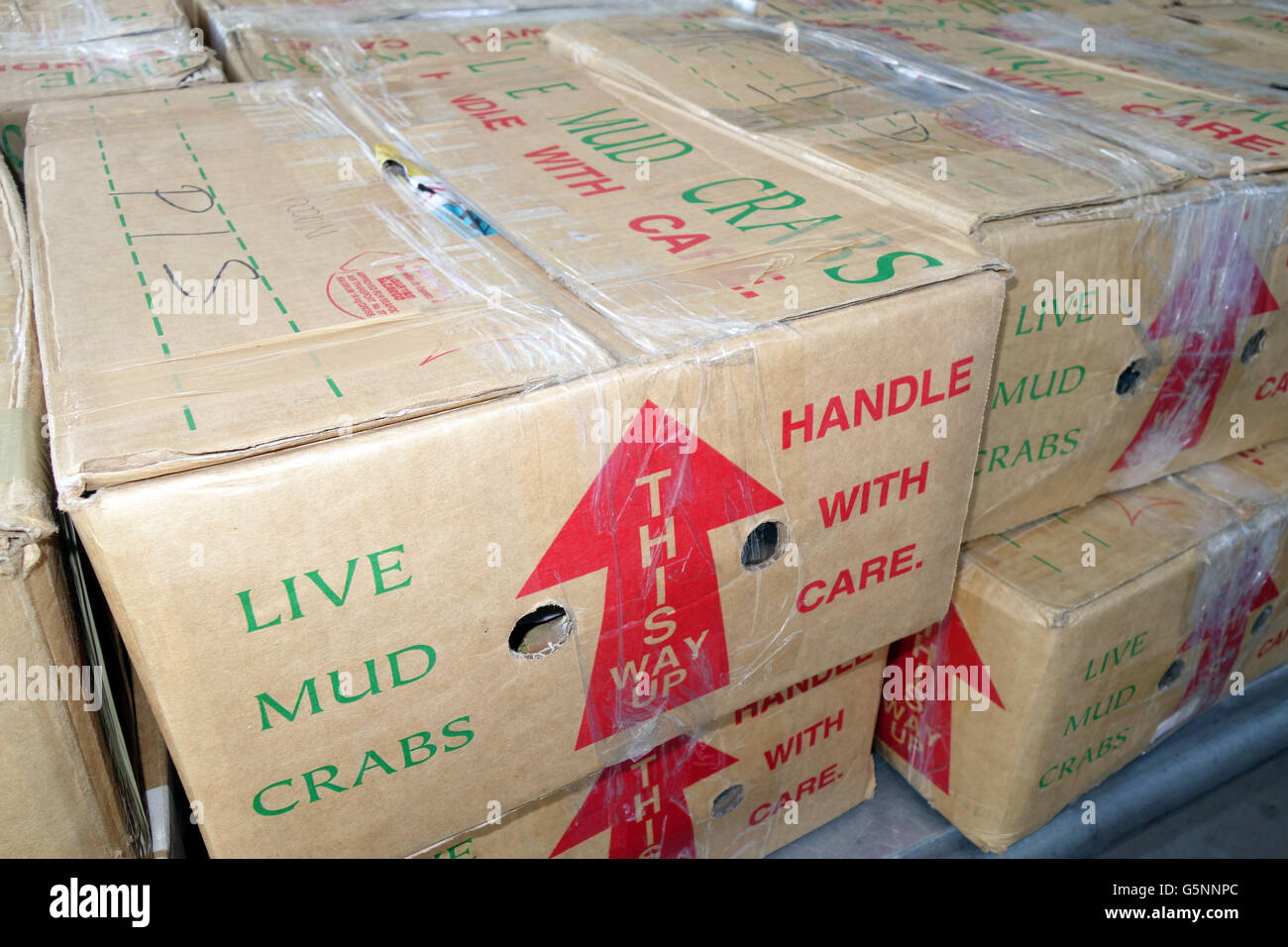 Les boîtes de carton de vivre les crabes en attente de chargement sur l'avion à l'aéroport de l'île de Horn, détroit de Torres, Queensland, Australie. Pas de P Banque D'Images