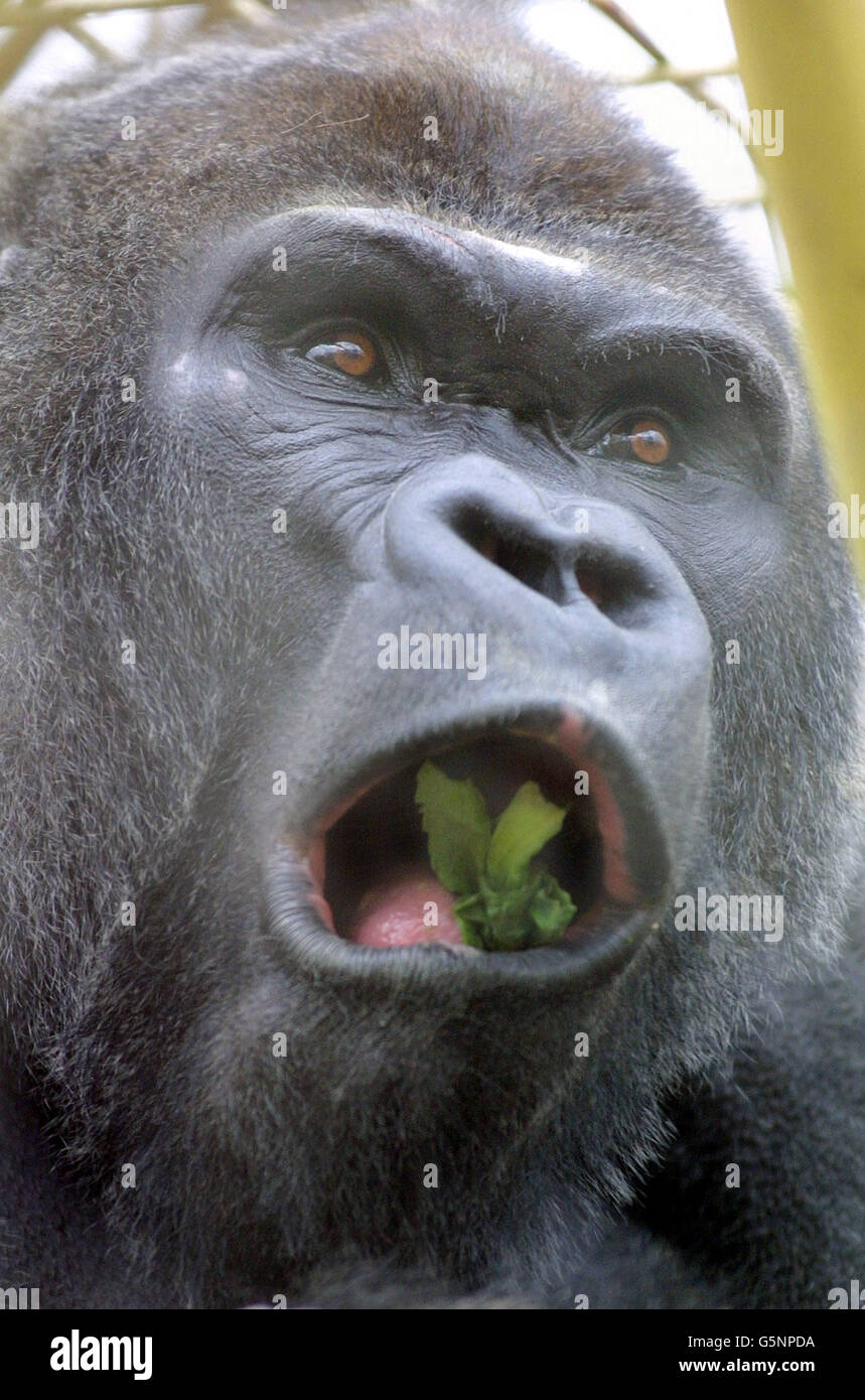 Quatre femmes au zoo de Londres ont accueilli Jock, un gorille de plaine de l'Ouest de 160 kg, âgé de 18 ans, du zoo la Palmyre, dans le sud-ouest de la France, qui est arrivé le jour de la Saint-Valentin. *son arrivée coïncide avec le lancement par le Royaume-Uni d'une initiative majeure contre le commerce illégal de la viande de brousse - un commerce qui menace de plus en plus la survie des gorilles et d'autres espèces primates. Banque D'Images