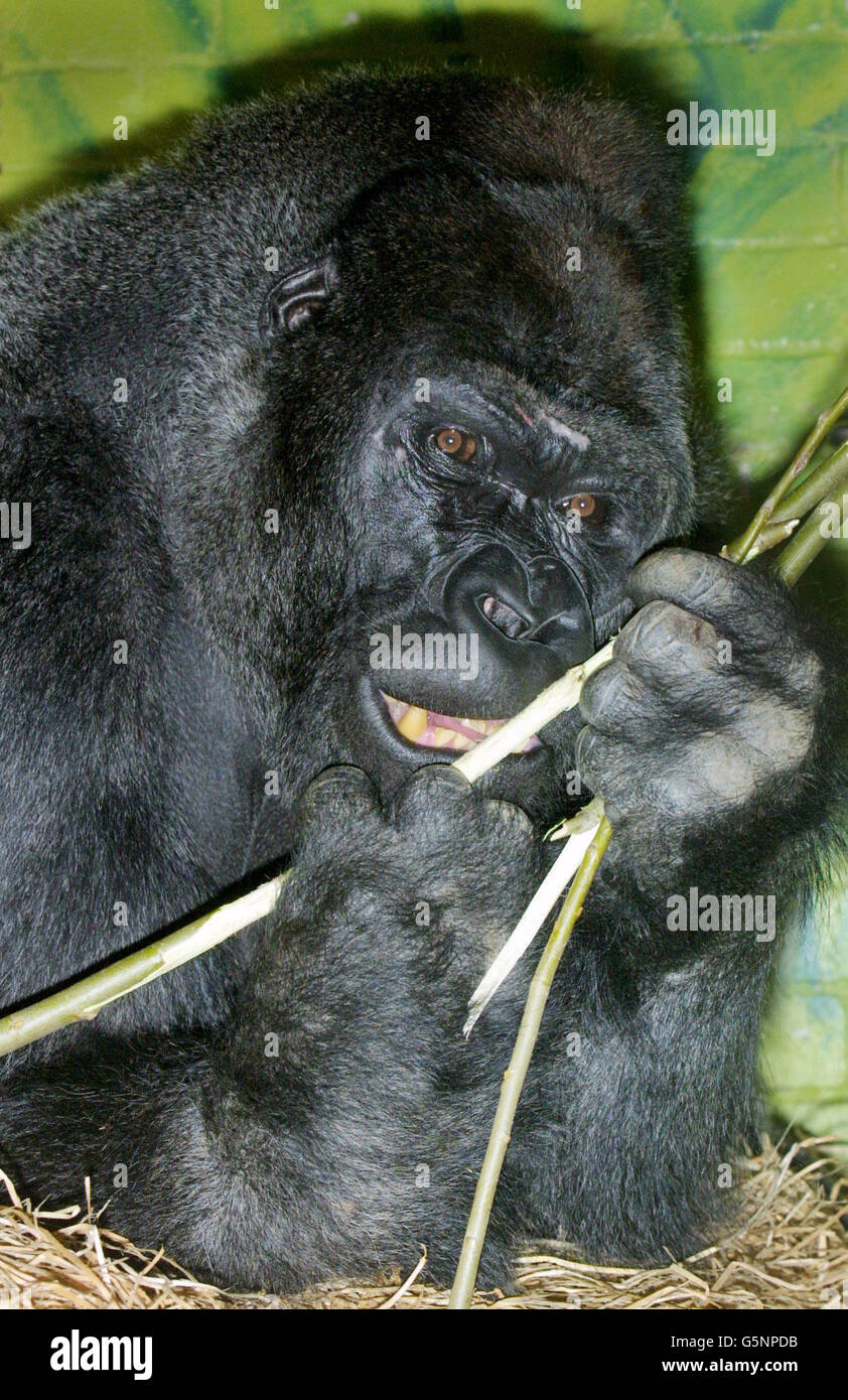 Quatre femmes au zoo de Londres ont accueilli Jock, un gorille de plaine de l'ouest de 18 ans, originaire du zoo la Palmyre, dans le sud-ouest de la France, qui est arrivé le jour de la Saint-Valentin.*son arrivée coïncide avec le lancement par le Royaume-Uni d'une initiative majeure contre le commerce illégal de la viande de brousse - un commerce qui menace de plus en plus la survie des gorilles et d'autres espèces primates. Banque D'Images
