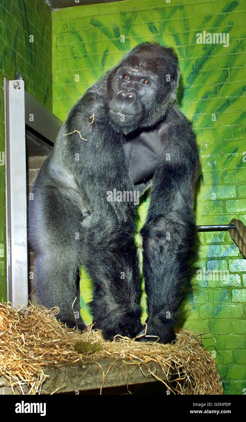Quatre femmes au zoo de Londres ont accueilli Jock, un gorille de plaine de l'ouest de 18 ans, originaire du zoo la Palmyre, dans le sud-ouest de la France, qui est arrivé le jour de la Saint-Valentin.Son arrivée coïncide avec le lancement par le Royaume-Uni d'une initiative majeure contre le commerce illégal de la viande de brousse.* un commerce qui menace de plus en plus la survie des gorilles et d'autres espèces primates. Banque D'Images