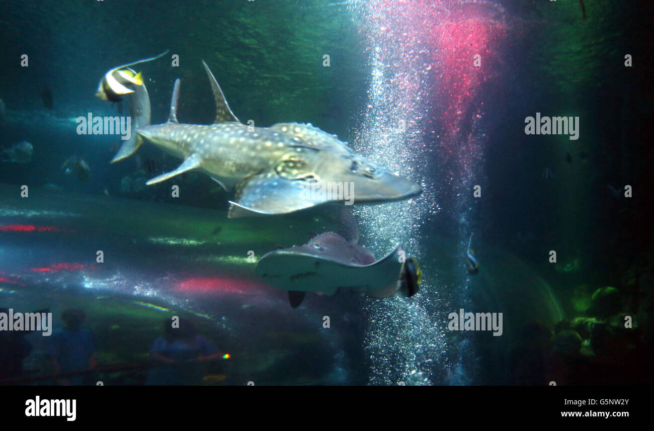 'Boris' et 'Betty' les requins guitares Bowmouth se familiarisent aujourd'hui au centre National Sealife de Birmingham. Banque D'Images