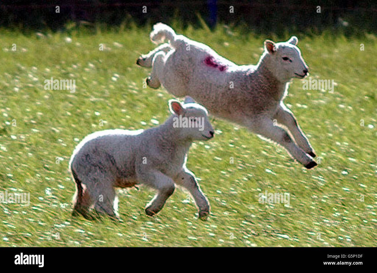 Les agneaux au printemps Banque D'Images