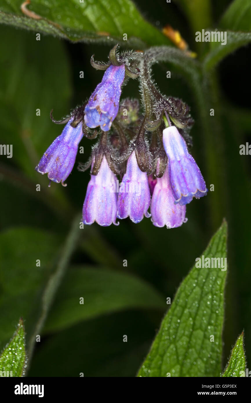 Consoude de Russie (Symphytum uplandicum), Durham, en Angleterre. Banque D'Images