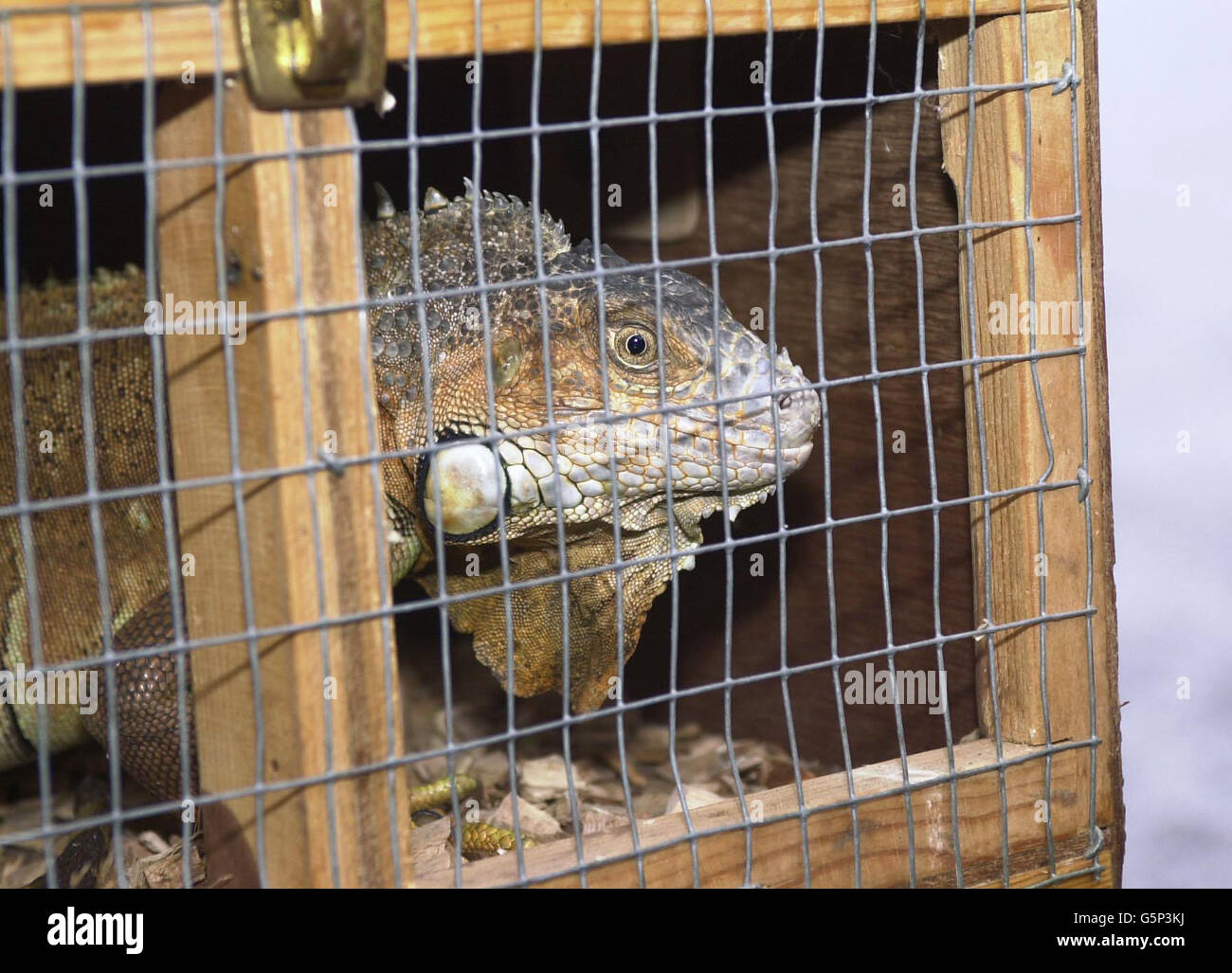 Iguane igwig Banque de photographies et d’images à haute résolution - Alamy