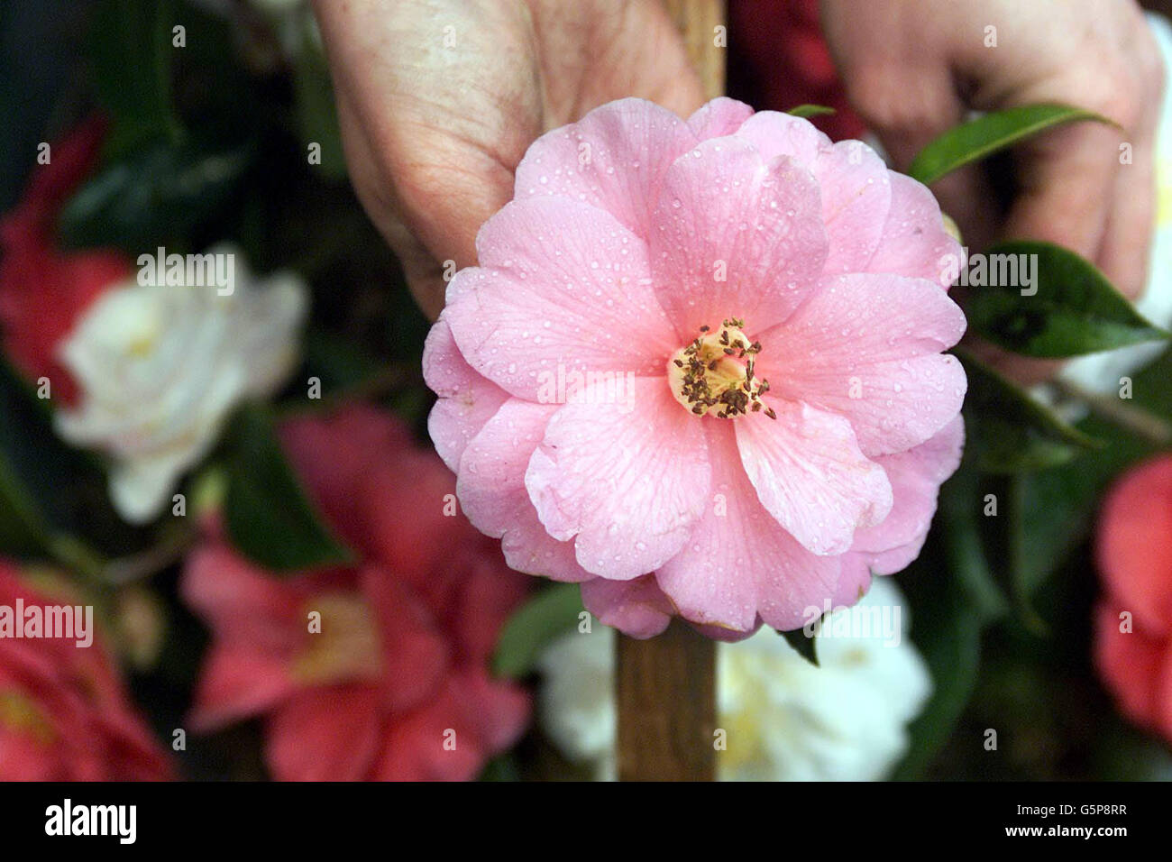 Royal Horticultural Society Banque D'Images