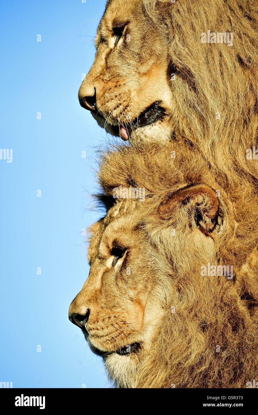 Les Lions africains Masai et Zulu jouent ensemble sous le soleil à la ferme du zoo Ark de Noah, dans le nord du Somerset. Banque D'Images