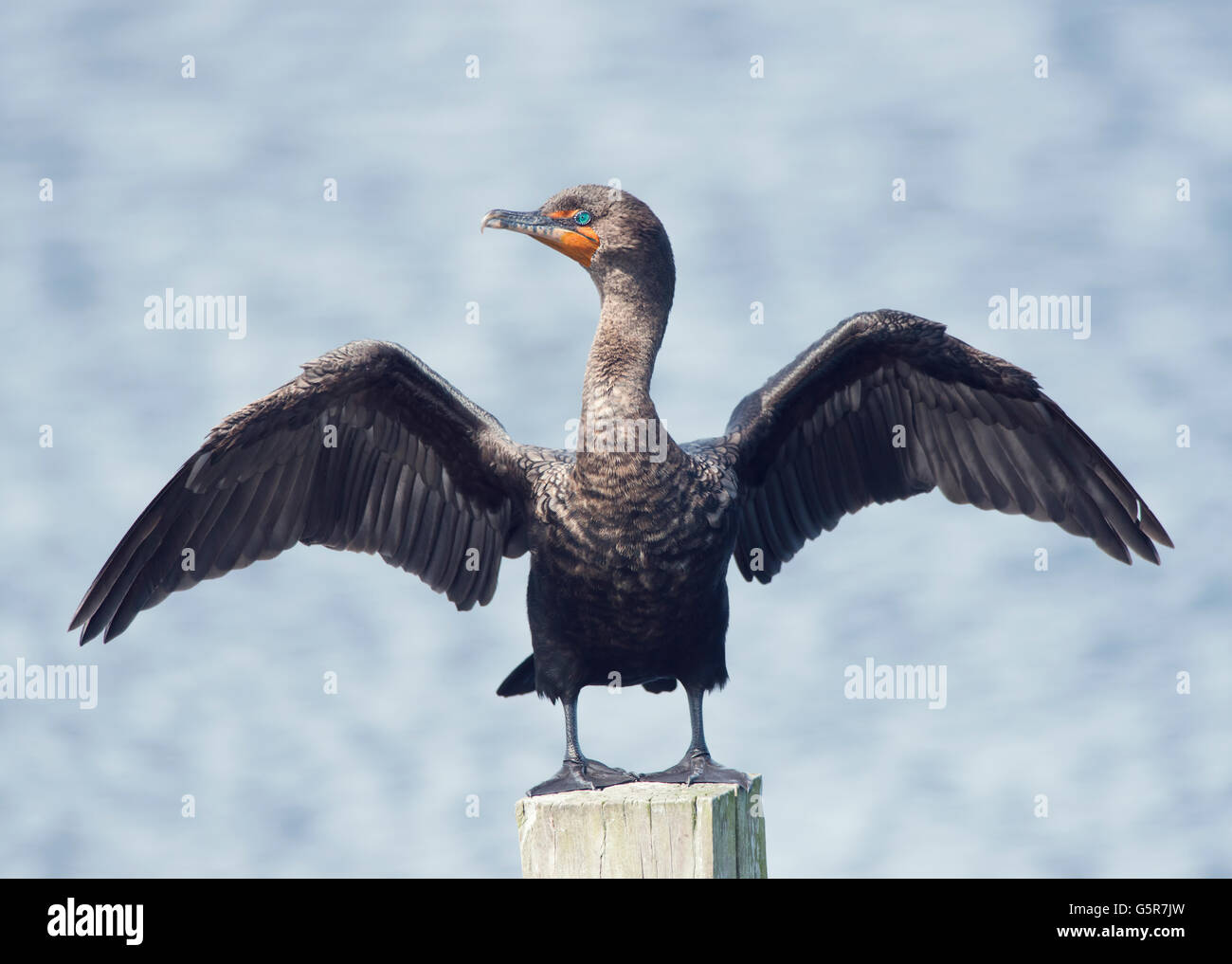 Grand cormoran perché sur un log Banque D'Images