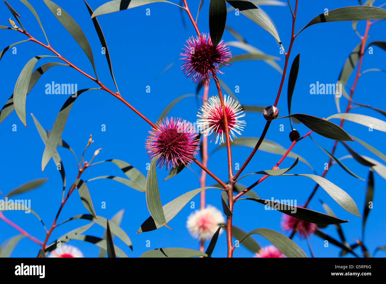 Roses de pincushion hakea hakea laurina, , à l'ouest d'un petit arbre