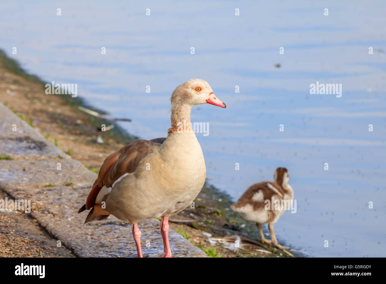 Egyptian goose et leurs poussins sur et par le lac Serpentine Hyde Park Londres Banque D'Images