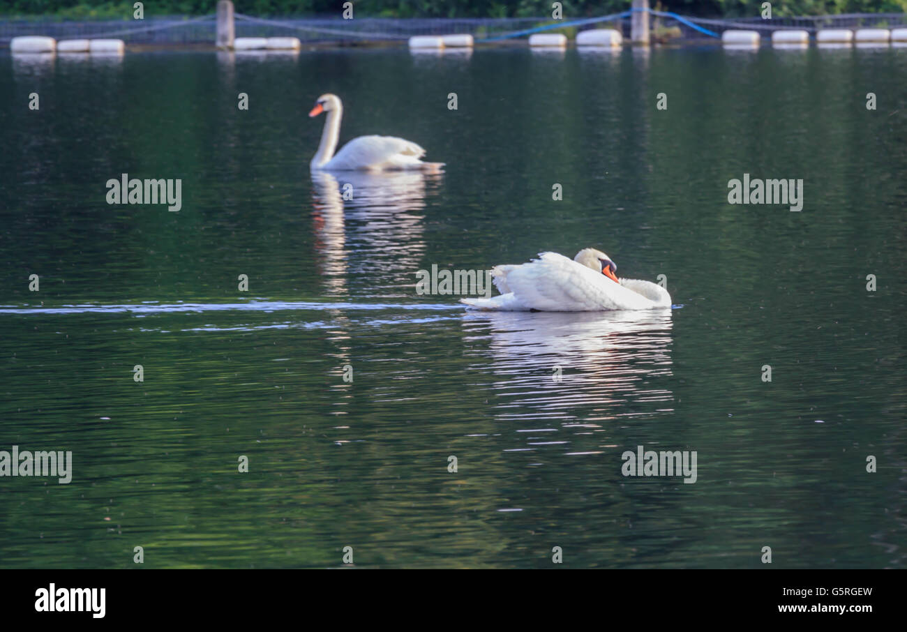 Bénéficiant d'un cygne dimanche ensoleillé sur le lac Serpentine, sur Hyde Park Londres Banque D'Images