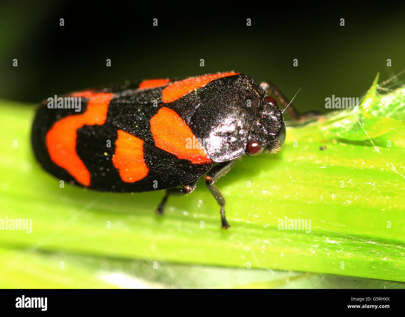 Rouge et Noir européen ou Froghopper (Cercopis vulnerata spittlebug) Banque D'Images