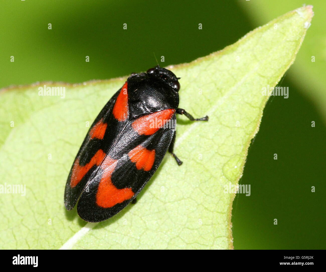 Rouge et Noir européen ou Froghopper (Cercopis vulnerata spittlebug) Banque D'Images