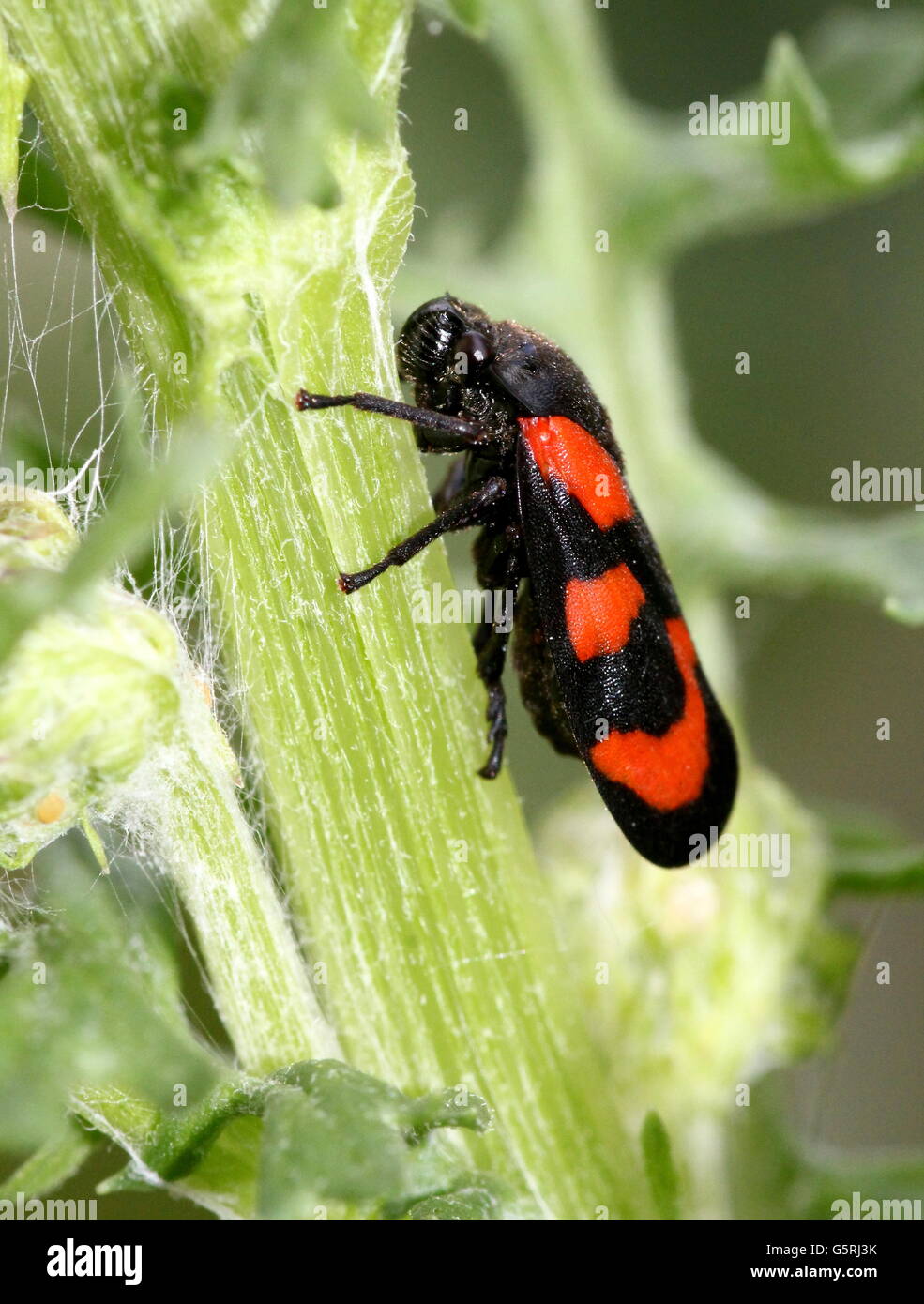 Rouge et Noir européen ou Froghopper (Cercopis vulnerata spittlebug) Banque D'Images