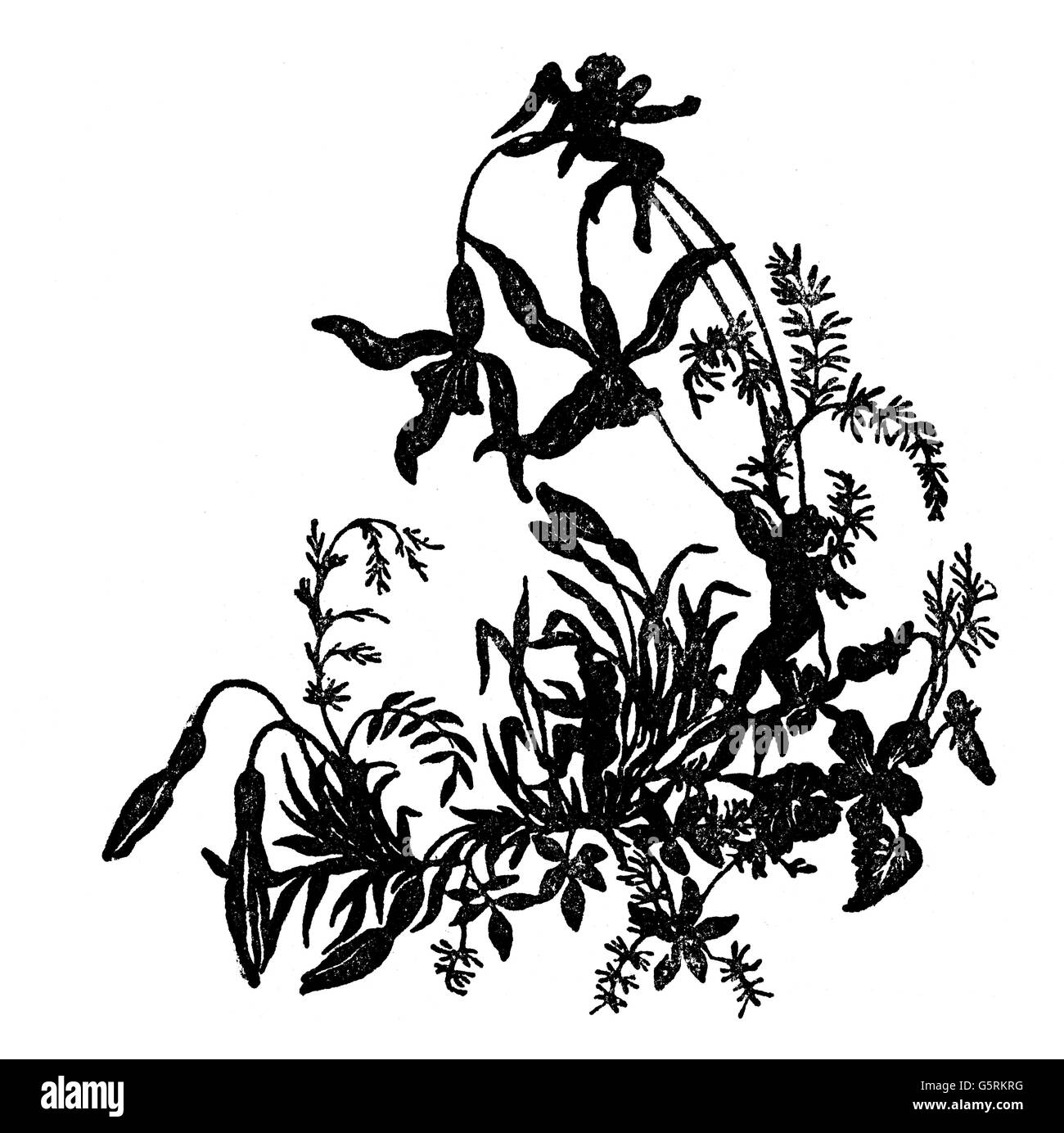 Littérature, contes de fées, petit putti jouant dans la prairie de fleurs, silhouette, par Adele Schopenhauer (1797 - 1849), 19e siècle, de: Rudolf Borch, 'Arthur Schopenhauer', Munich, 1941, droits additionnels-Clearences-non disponible Banque D'Images