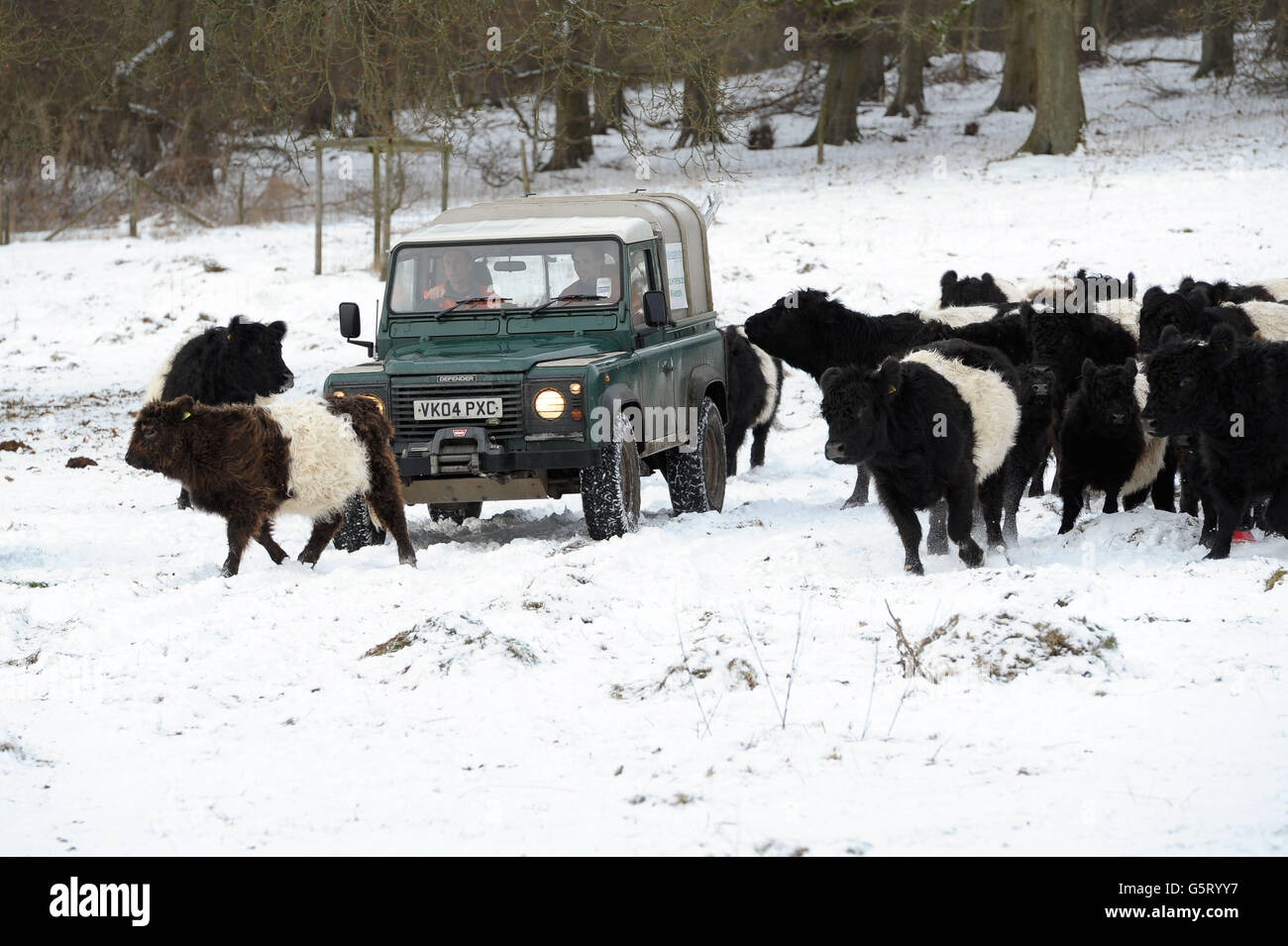Les gardes du parc se rendent à travers un troupeau de bovins à ceinture au Crickley Hill Country Park, Gloucestershire. Banque D'Images