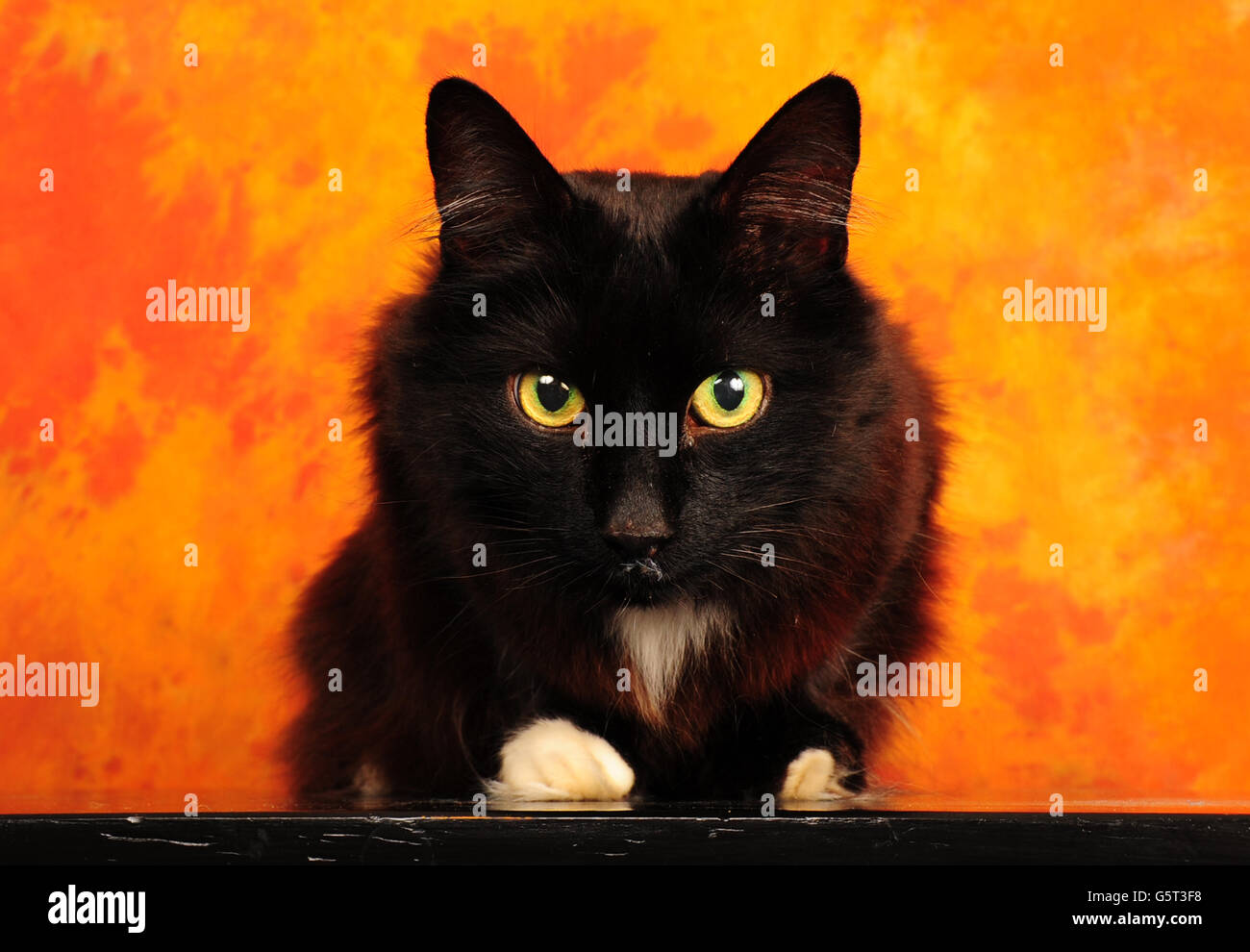 Chat Noir Avec Pattes Blanches Contre Fond Orange Photo Stock Alamy