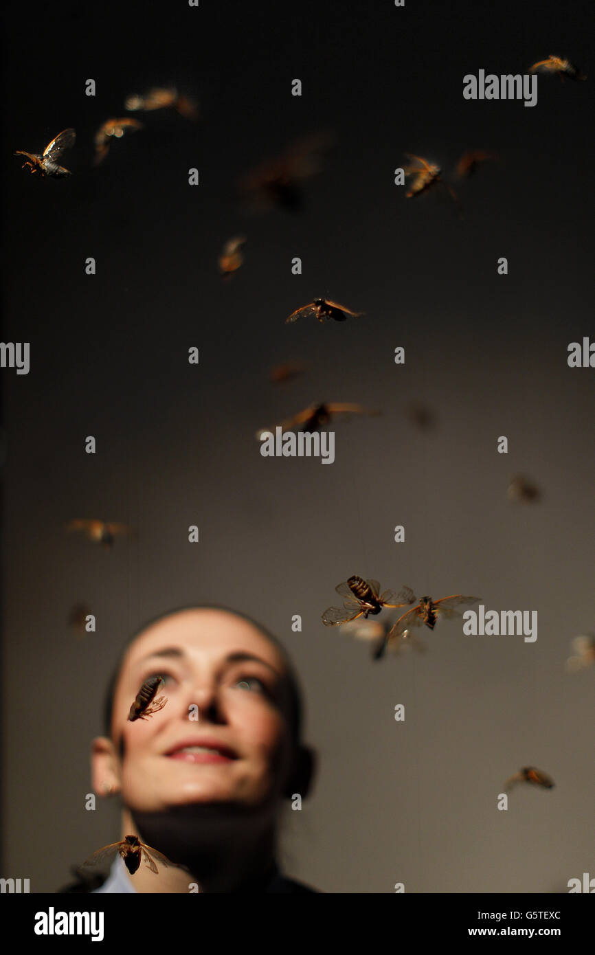 Lucy Whitaker regarde 'magicada' , une installation à la galerie des sciences de Trinty College, Dublin qui présente les insectes de Cicada et les sons de leur cycle de vie , dans le cadre de l'exposition 'Oscilator' qui explore les mouvements et les vibrations qui sont tout autour de nous. Banque D'Images