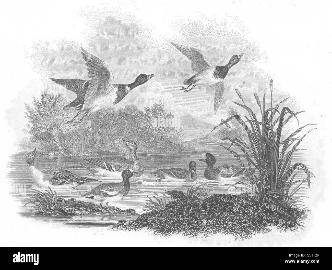 Les oiseaux : les oiseaux sauvages. Les canards sauvages. Canard pilet. Sport rural, ancien 1812 Banque D'Images