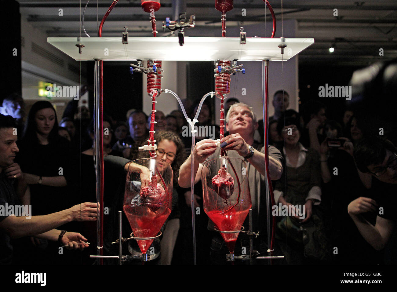 Helen Pynor et le professeur Mike Shattock, du King's College de Londres, ont mis en place deux cœurs de cochon battant pour former la pièce maîtresse de l'installation « le corps est UNE grande place », qui explore la transplantation d'organes et les seuils ambigus entre la vie et la mort dans le cadre de l'exposition « oscillateur ». L'exposition met l'accent sur les mouvements, les vibrations et les cycles tout autour de nous, à la Science Gallery de Trinity College, Dublin. Banque D'Images