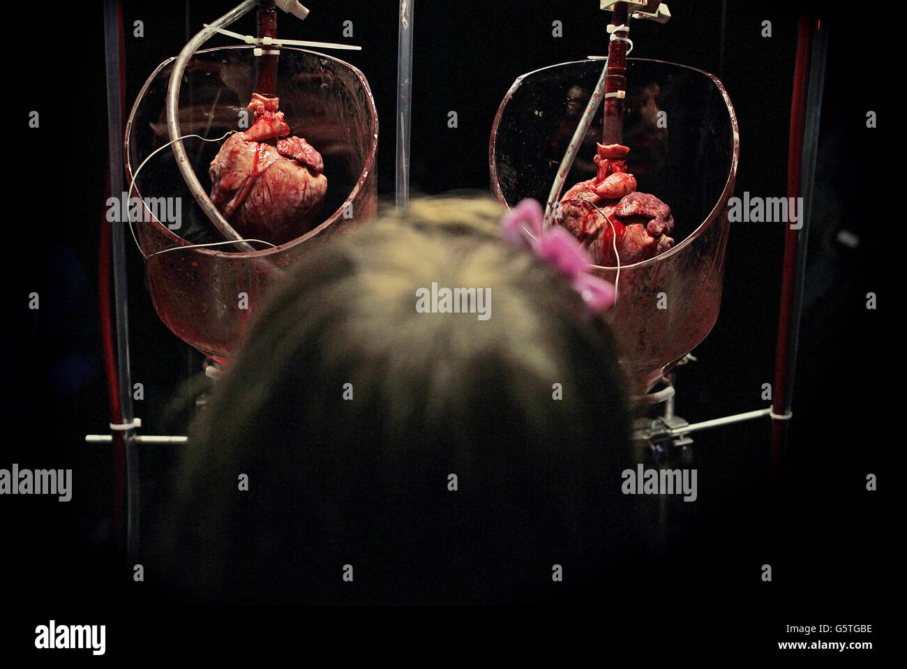 Jenna Moore, six ans, de Dublin, regarde Helen Pynor battre deux cœurs de cochon qui forment la pièce centrale de son installation « The Body is A Big place », qui explore la transplantation d'organes et les seuils ambigus entre la vie et la mort dans le cadre de l'exposition « Oscilator ».L'exposition met l'accent sur les mouvements, les vibrations et les cycles qui nous suivent, à la Science Gallery de Trinity College, Dublin. Banque D'Images