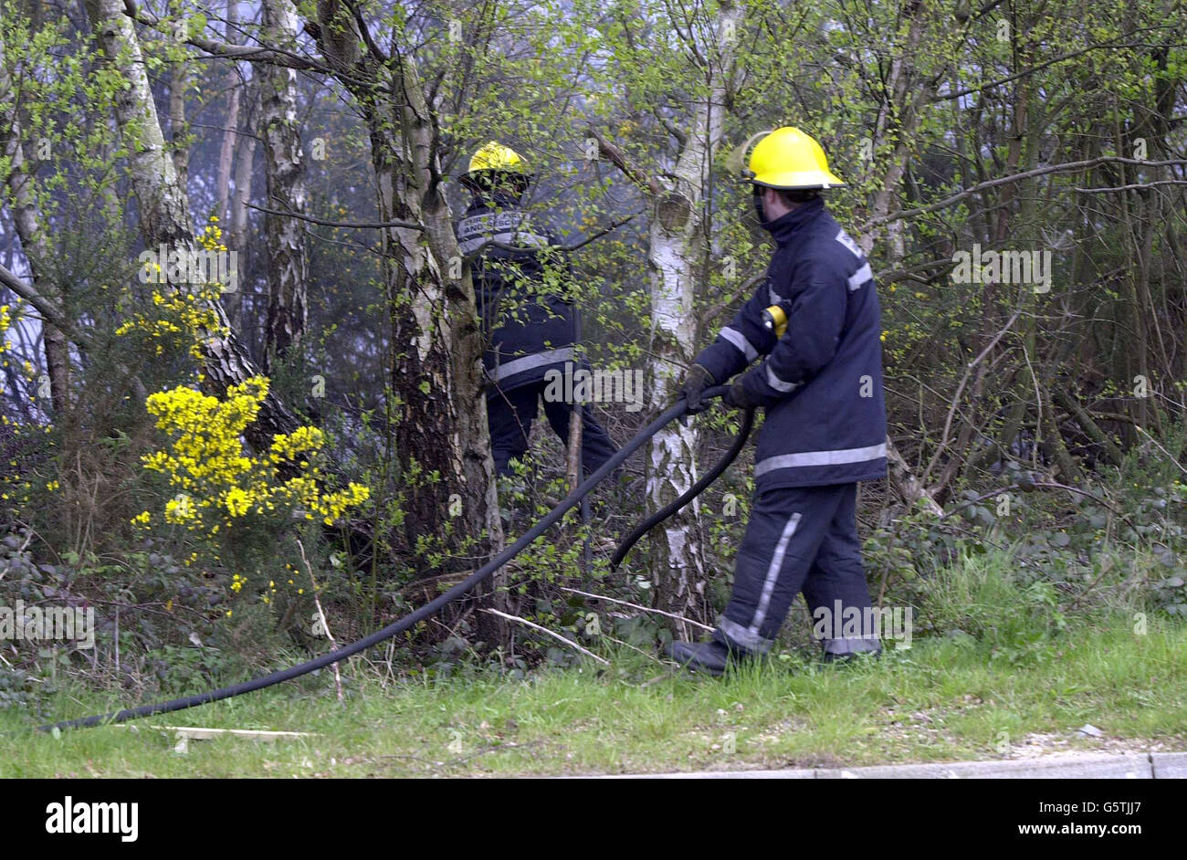 Les pompiers d'atténuer des arbres Banque D'Images