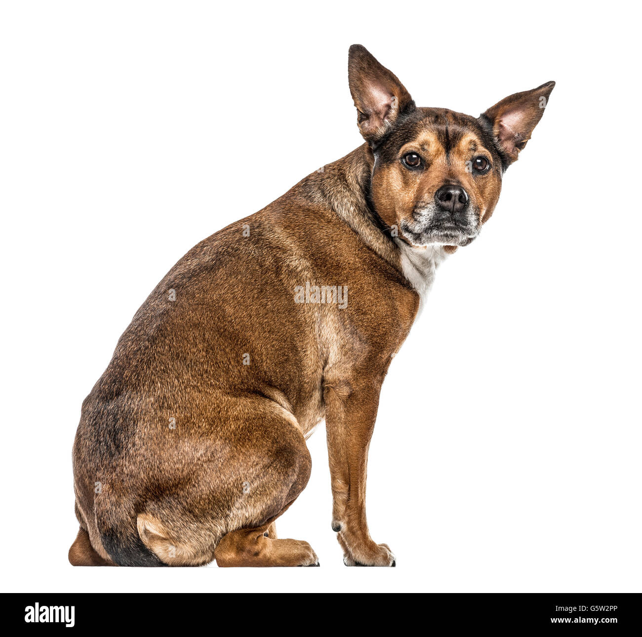 Rottweiler Sitting Cut Out Banque D Image Et Photos Alamy