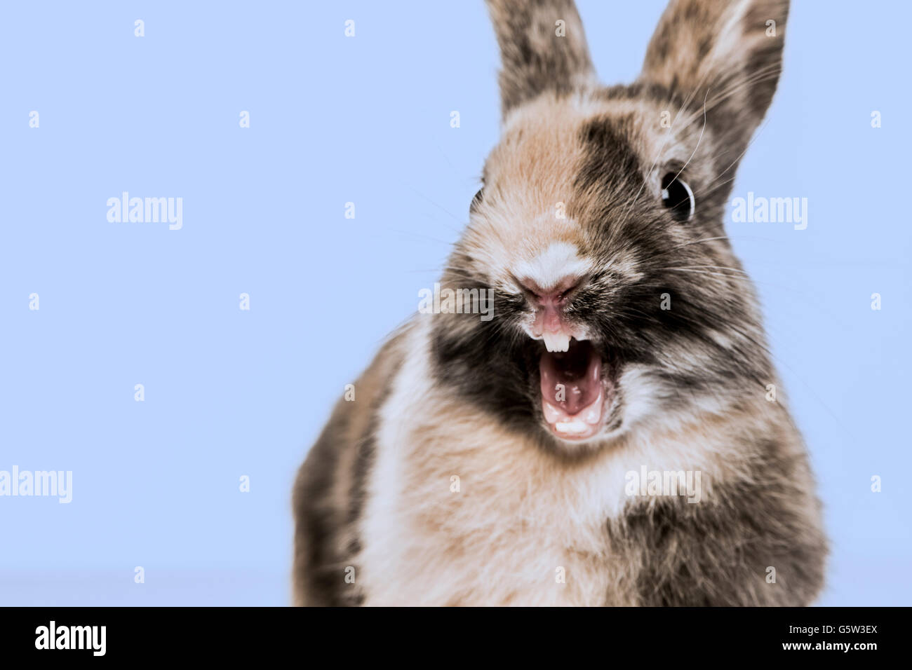 Close-up d'un drôle de lapin sur un fond bleu Banque D'Images