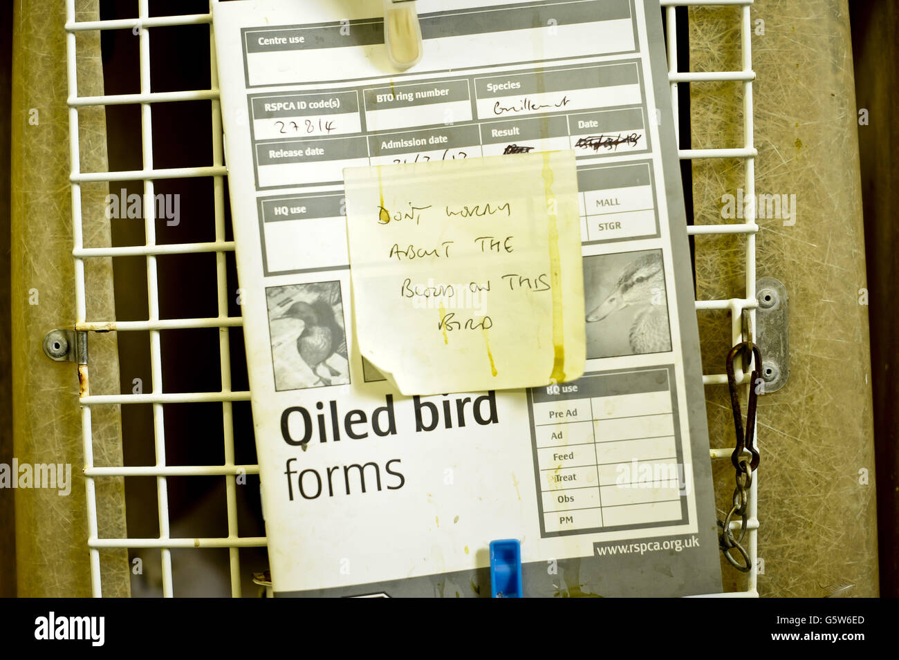 Une note est jointe à un formulaire d'oiseau huilé de la RSPCA, qui est fixé à l'avant de sa cage au centre des animaux de la RSPCA West Hatch et à l'amp; centre de la faune dans le village Somerset de West Hatch, près de Taunton. Banque D'Images