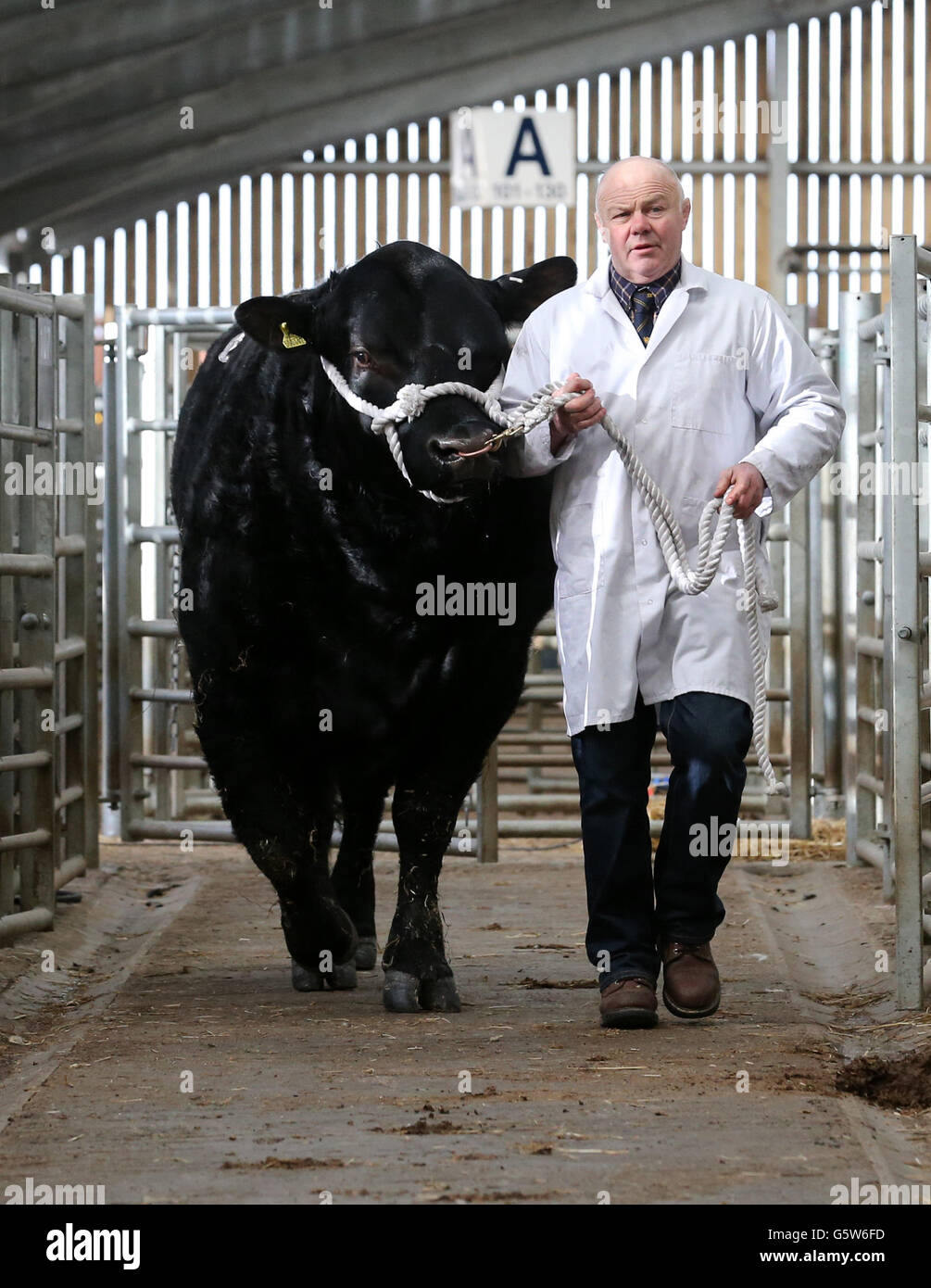 AUTRE RÉCOLTE Robin Orr de Halbeath Farm déplace son taureau Angus Aberdeen dans le cercle de Stirling Bull sale qui s'est tenu à United Auctions à Stirling, en Écosse.La célèbre Stirling Bull Sales a été créée en 1865 avec des ventes attirant des milliers de visiteurs de pays et d'étranger et font partie intégrante du calendrier agricole.Les principales races de pedigree sont Aberdeen Angus, Beef Shorthorn, Charolais, Simmental, Limousin,Bleu britannique, Blonde d'Aquitaine et Salers.Cette année, pour la première fois, les embryons de Wagyu seront vendus. Banque D'Images AUTRE RÉCOLTE Robin Orr de Halbeath Farm déplace son taureau Angus Aberdeen dans le cercle de Stirling Bull sale qui s'est tenu à United Auctions à Stirling, en Écosse.La célèbre Stirling Bull Sales a été créée en 1865 avec des ventes attirant des milliers de visiteurs de pays et d'étranger et font partie intégrante du calendrier agricole.Les principales races de pedigree sont Aberdeen Angus, Beef Shorthorn, Charolais, Simmental, Limousin,Bleu britannique, Blonde d'Aquitaine et Salers.Cette année, pour la première fois, les embryons de Wagyu seront vendus. Banque D'Images