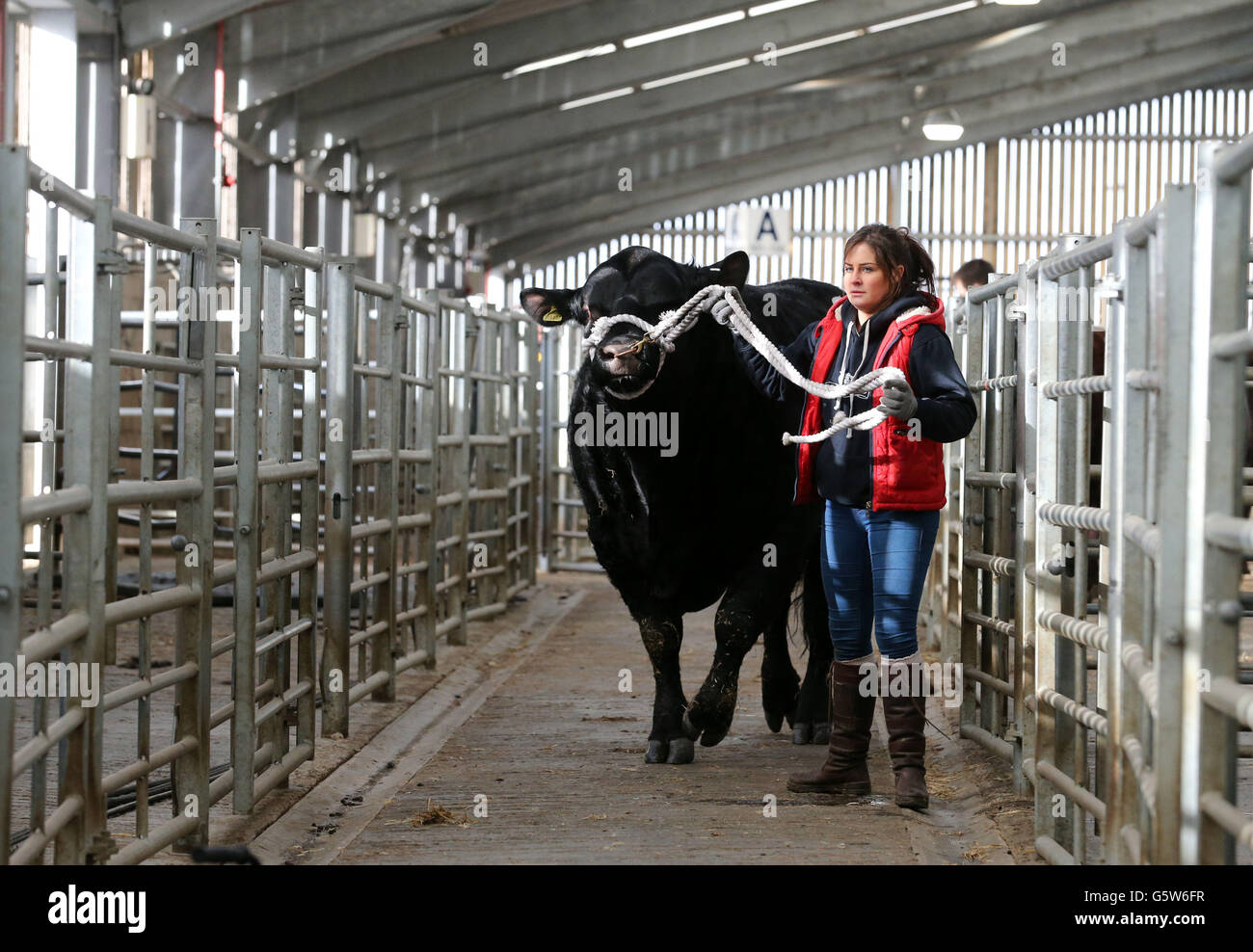 Caroline Orr, de Halbeath Farm, déplace son taureau Angus Aberdeen dans ...