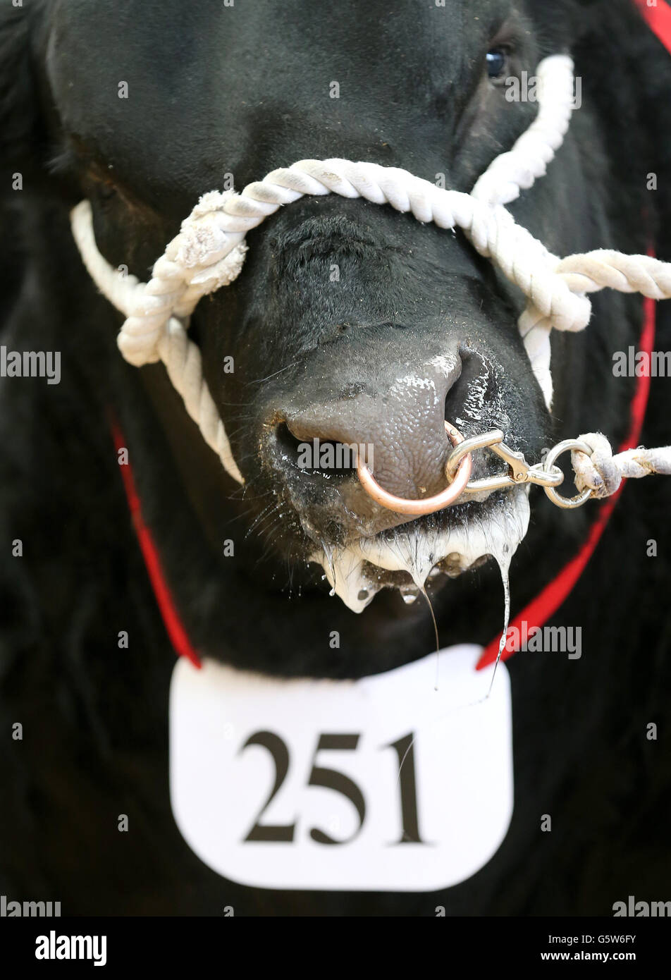 Un taureau Aberdeen Angus défilant sur le ring du salon Stirling Bull sale qui s'est tenu à United Auctions à Stirling, en Écosse. La célèbre Stirling Bull Sales a été créée en 1865 avec des ventes attirant des milliers de visiteurs de pays et d'étranger et font partie intégrante du calendrier agricole. Les principales races de pedigree sont Aberdeen Angus, Beef Shorthorn, Charolais, Simmental, Limousin, Bleu britannique, Blonde d'Aquitaine et Salers. Cette année, pour la première fois, les embryons de Wagyu seront vendus. Banque D'Images