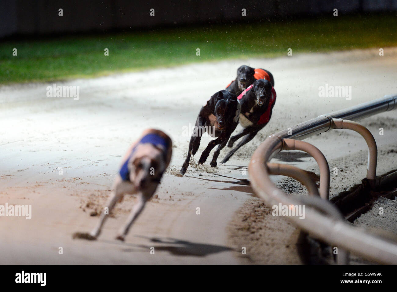 Grayhounds - Brighton & Hove Greyhound Stadium. Les chiens chassent le leader de la course Banque D'Images