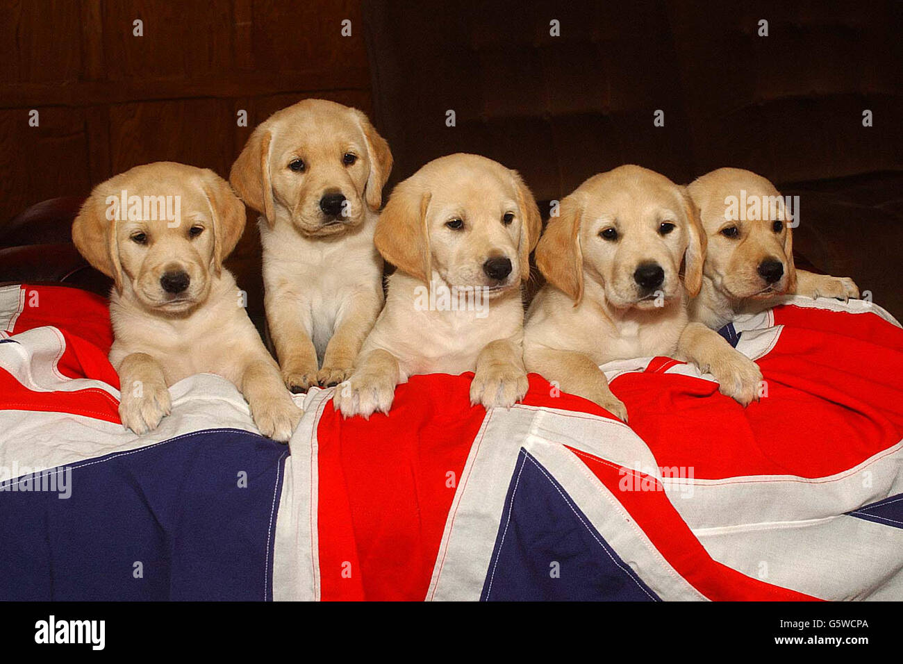 La famille royale - Elizabeth, Charles, Andrew, Anne et Edward - les chiens  guides pour les nouvelles recrues des aveugles à leur centre d'entraînement  Tollhouse près de Royal Leamington Spa. * les