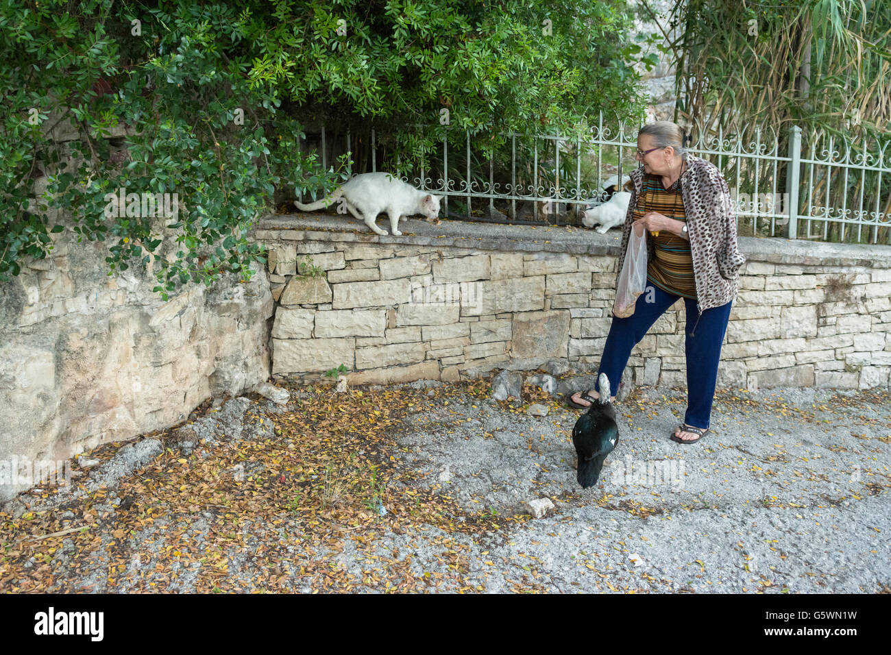 Un résident de Lakka, sur l'île de Paxos nourrir les chats sauvages (et canard) tôt le matin Banque D'Images